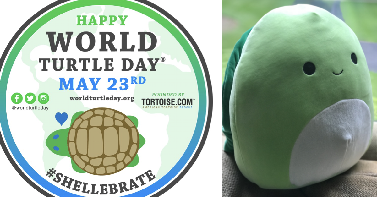 Celebrate World Turtle Day 5 23 With Henry From Squishmallows The Jersey Momma