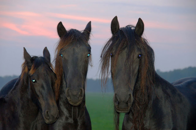 Hermosos Caballos