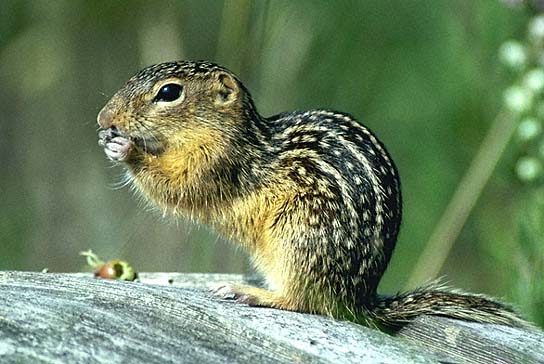 The News For Squirrels: Squirrel Facts: Ground Squirrels