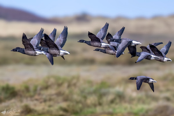 Brent goose