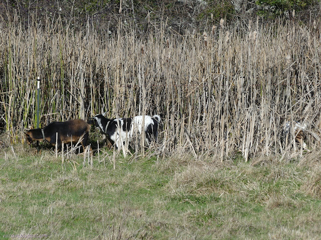 goats eating at weeds