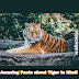 बाघ से जुड़े हुए 30+ रोचक तथ्य। 30+ Facts About Tiger In Hindi