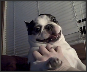 The teach Zone: Boston Terrier dog likes his belly tickled!