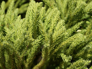 Cryptomeria japonica Globosa-Nana - Cryptomeria du japon nain en boule