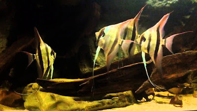 Angelfish atau Manfish Asal Amazon