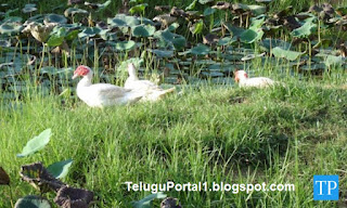 Deer Park | Telangana tourism Karimnagar parks | Best Karimnagar Parks | Karimnagar visiting places