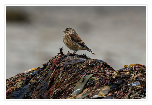 This Linnet seemed to be surveying his kingdom from up top of his seaweed throne.