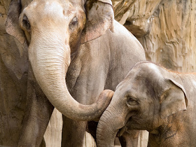 foto de elefante con cría  