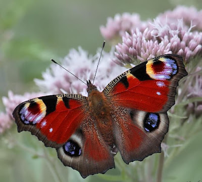 Beautiful Butterflies Collection