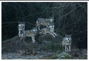 Wolf park, Gueret, France, wolves wildlife photography