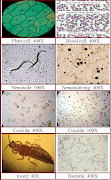 Choosing a Compound Microscope