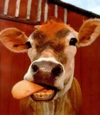 tongue bite tongue bite
