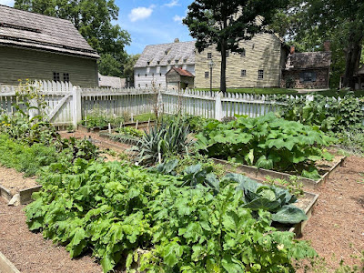 Variety of vegetables, including some very large cabbages, growing in raised beds surrounded by a white picket fence at Ephrata Cloister. The Sisters' House and Meetinghouse are visible in the background.
