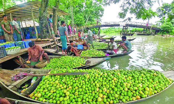 যেখানে ২৫ টাকায় পাওয়া যায় ১ মণ পেয়ারা