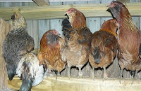 Range of color among Ameraucana hens