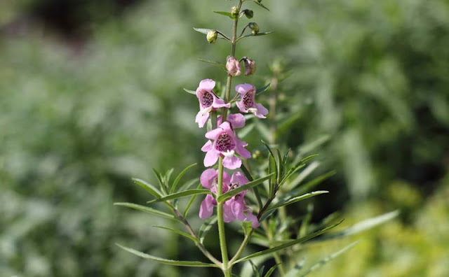 Angelonia Flowers Pictures