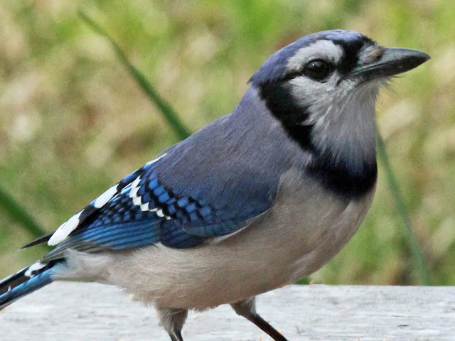 Bluey jay wallpaper,blue jay images,blue jay photo,blue jay images,beautiful blue jay,cute blue jay,the blue jays,blue jay birds,  the toronto blue jays,toronto blue jays,blue jays,blue jay bird,flying blue jay,