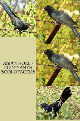 "Asian Koel - Abu Road 23 Oct  2023.collage."