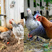 Illinois Cities and Towns That Allow Backyard Chickens