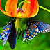 Wallpapers de Mariposas 6