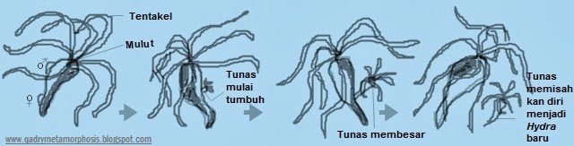 metamorphosis Perkembangbiakan Vegetatif  pada Hewan 