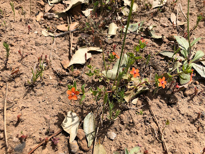 Anagallis arvensis.