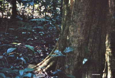 rainforest, Costa Rica