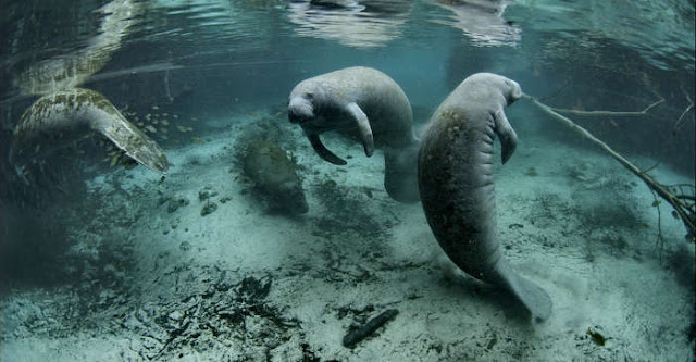 Manatees 