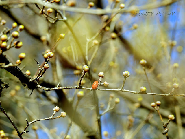 Cornus officinalis