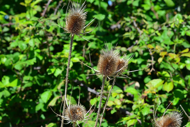 Dipsacus fullonum