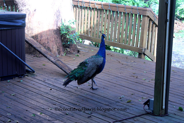 Eclectic Red Barn: Peacock walking around on the Deck