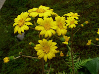 圓徳院のつわぶきの花は今が見ごろである