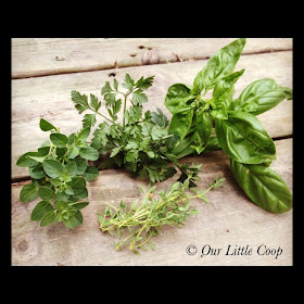 fresh herbs parsley basil oregano thyme 