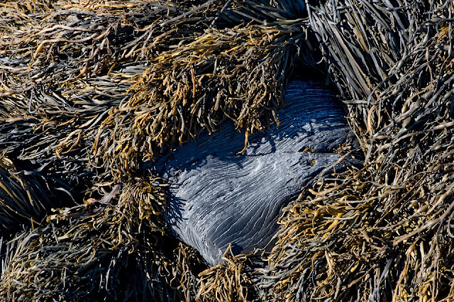 Nova Scotia; Gaff Point; Cliffs, Atlantic Ocean; Rocks; Seaweed