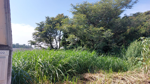 Moradora do Terra Brasilis Clama por Ação da Prefeitura Contra Infestação de Escorpiões