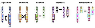 chromosomal mutation