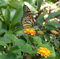 monarch butterfly