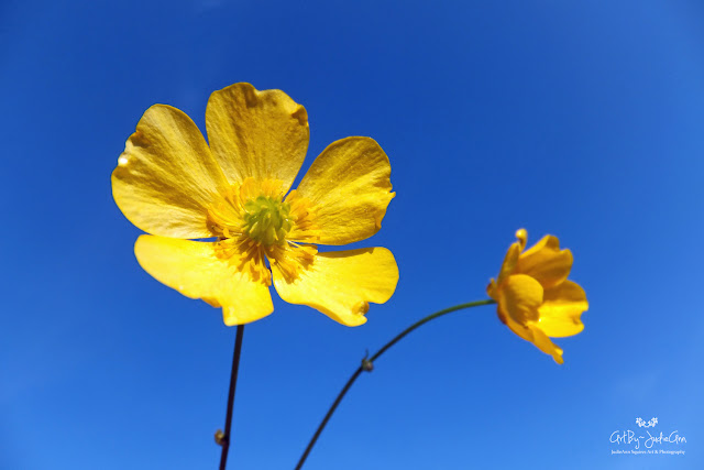 Ranunculus Repens Pollinator Garden