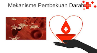 Rangkuman Materi Sistem Peredaran Darah | Darah, Jantung, Pembuluh Darah, Limfa, Penyakit Sistem Peredaran Darah