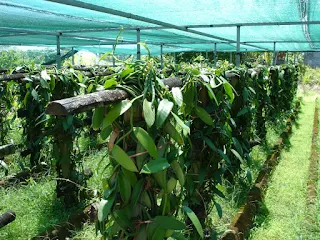 Vanilla cultivation in Madagascar