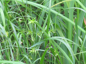 Carex Michauxiana