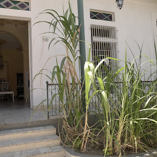 Santiago de Cuba, Museo de Ron. Ausschnitt mit Blick in die Tür auf alte Möbel, vergitterte Fenster, Zuckerrohrstauden.