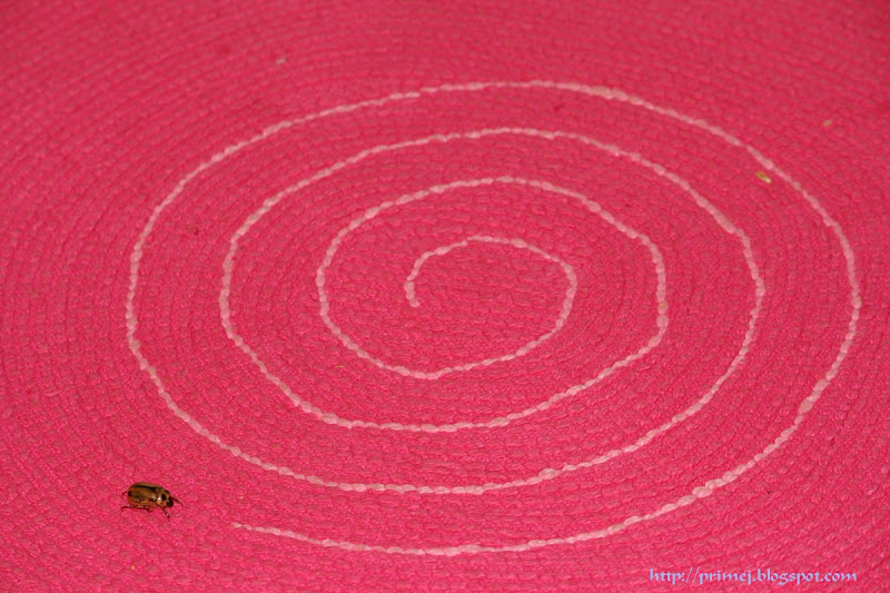 Beetle on Spiral Track