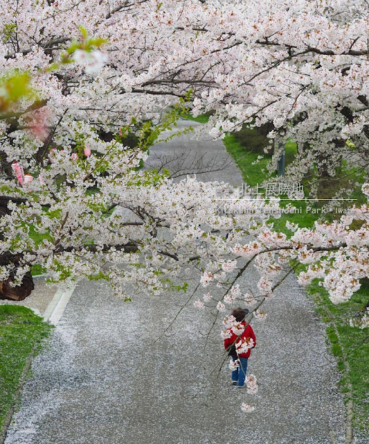 北上展勝地の桜並木と鯉のぼり！