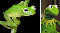 Científicos descubren a la rana Kermit en la selva de Costa Rica