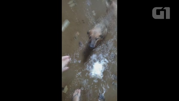 Forte chuva destrói abrigo de cães e gatos em Cacoal, RO
