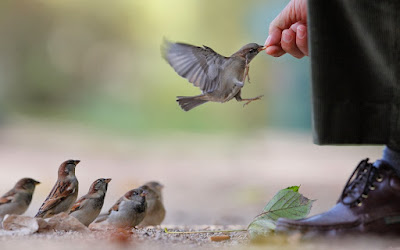 birds-sparrows-hand-food-man-wallpaper