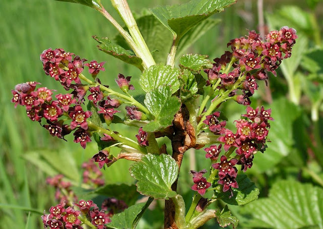 Смородина лежачая (Ribes procumbens)