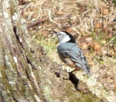 white-breasted nuthatch