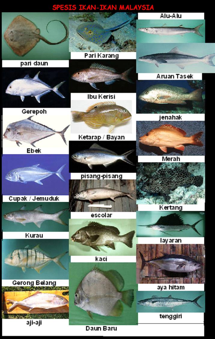 Gambar Harga Ikan Kerapu Harimau Jenis Terdapat Malaysia Gambar Harga Ikan Kerapu Harimau Jenis Terdapat Malaysia